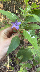 Ruellia drummondiana, photograph author not stated, no rights reserved