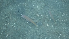 Parupeneus heptacantha