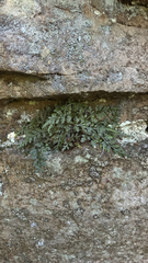 Asplenium montanum