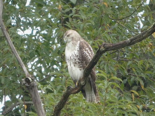 Red-tailed Hawk