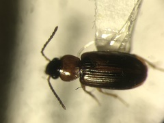 Bradycellus nigriceps