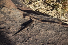 Trachylepis laevigata