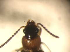 Bradycellus nigriceps