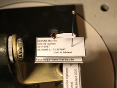 Bradycellus nigriceps