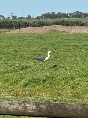 White-necked Heron