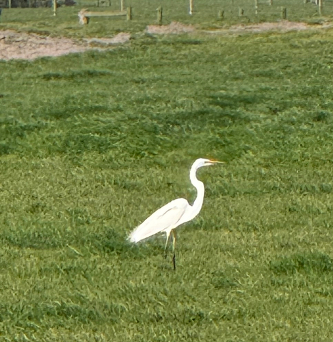 Great Egret