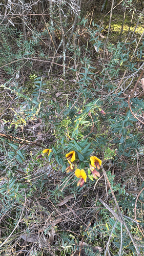 Showy Bossiaea