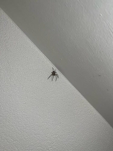Mediterranean Spiny False Wolf Spider