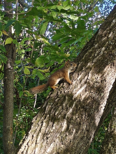 American Red Squirrel