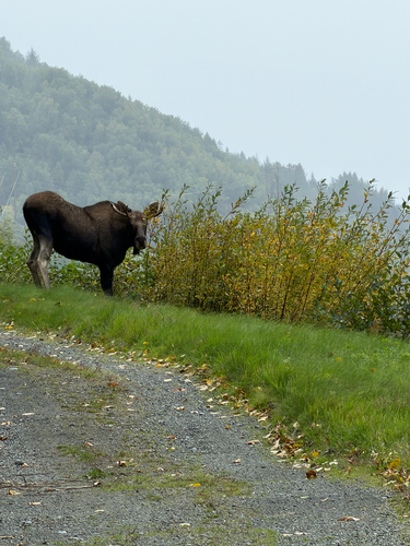 Moose