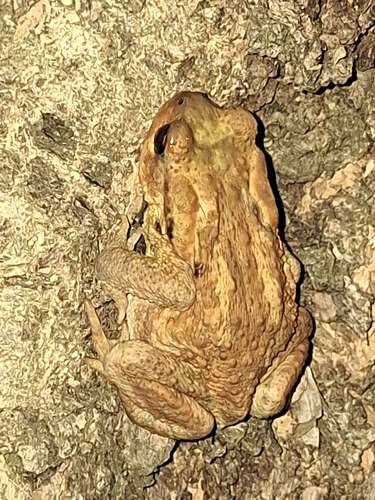 Spiny Toad