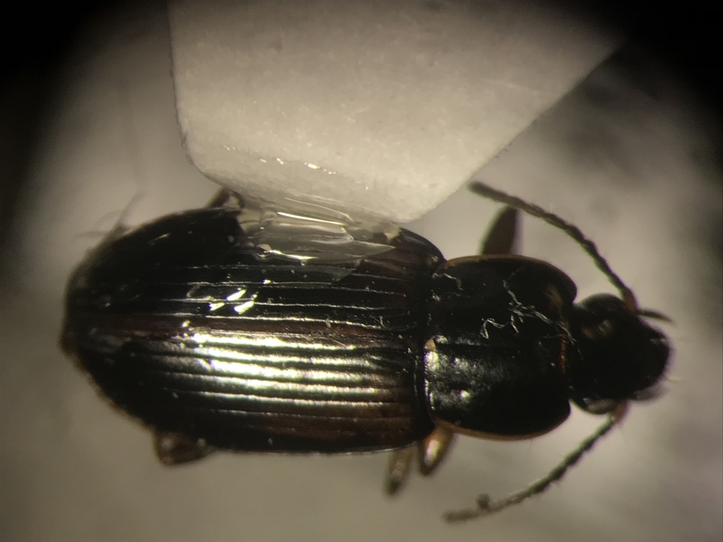 Des Fées Lake Harp Ground Beetle