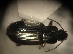 Bradycellus semipubescens