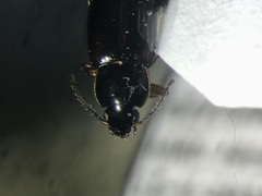 Bradycellus semipubescens