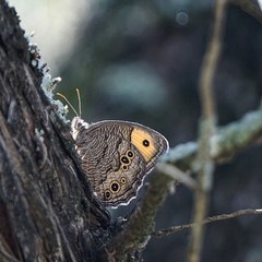 Cercyonis pegala texana