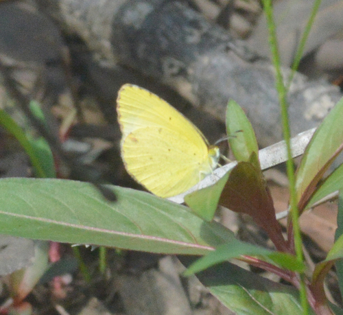 Little Yellow
