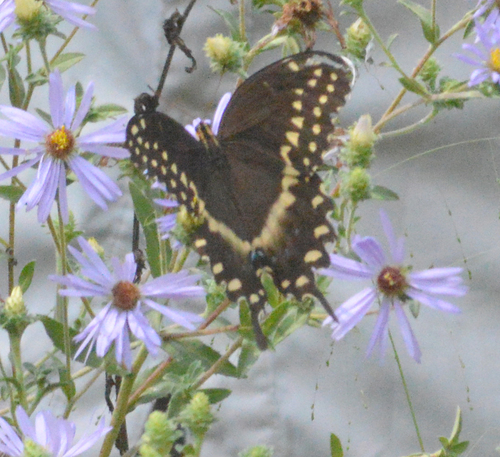 Palamedes Swallowtail