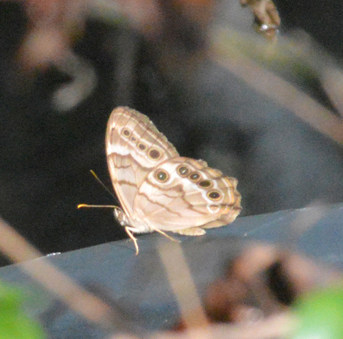 Southern Pearly-eye