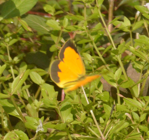 Sleepy Orange