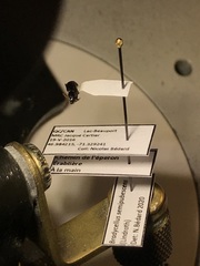 Bradycellus semipubescens