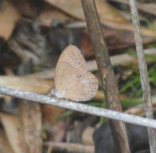 Appalachian Brown
