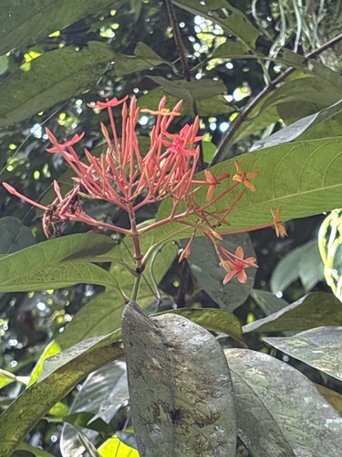 Ixora casei observed 2026-09-06