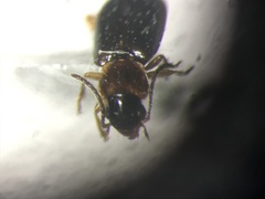 Philodes rectangulus