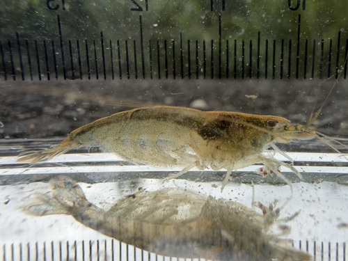 Caridina typus observed 2026-09-19