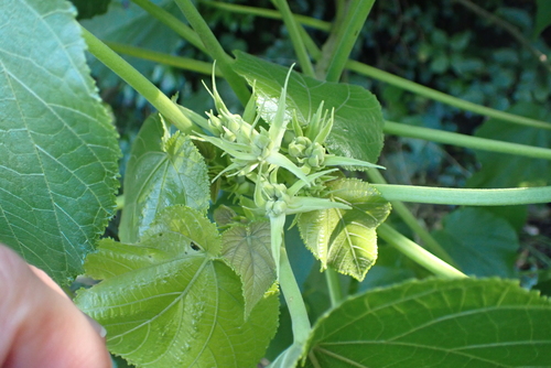 Entelea arborescens