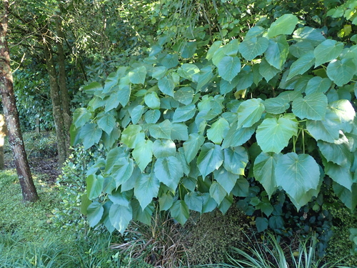 Entelea arborescens, photograph 1