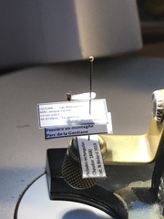 Philodes rectangulus