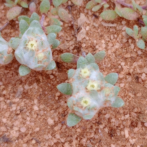 flannel cudweed