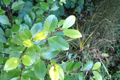 Laurelia novae-zelandiae