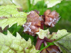 Elatostema rugosum, photograph (c) Michael Berardozzi, some rights reserved (CC BY)