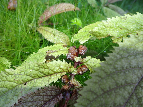 Elatostema rugosum, photograph 3