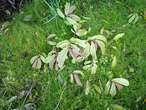 Elatostema rugosum, photograph 4