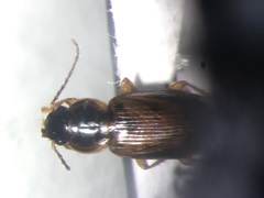 Stenolophus fuscatus