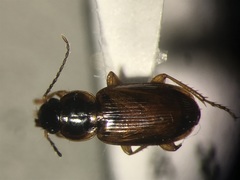 Stenolophus fuscatus