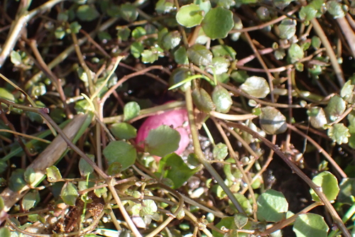 Lobelia angulata, photograph 3