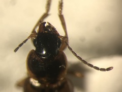 Stenolophus fuscatus
