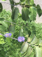 Memecylon lanceolatum