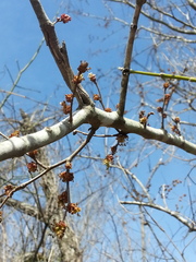 Planera aquatica