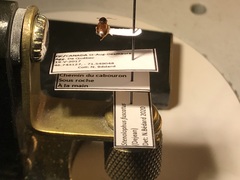 Stenolophus fuscatus