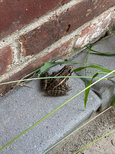 Pickerel Frog