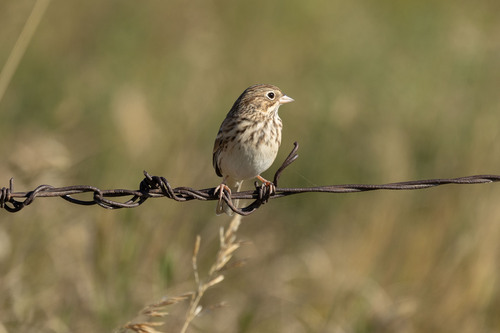 Vesper Sparrow
