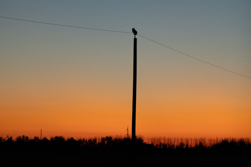 Great Horned Owl