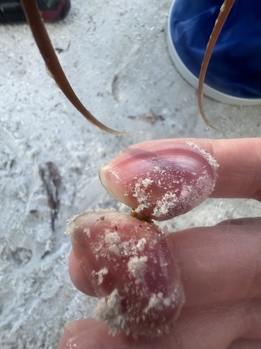 Eurytellina lineata, 2026-09-19