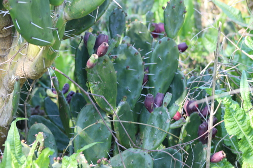 Opuntia megapotamica, photograph 1