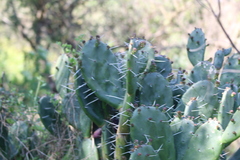 Opuntia megapotamica, photograph author not stated, no rights reserved