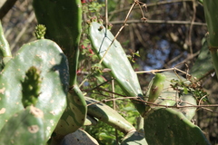 Opuntia megapotamica
